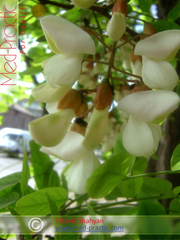 Ակացիա սպիտակ – Акация белая - Acacia alba L., Robinia pseudoacacia L. - Տաթևիկ Շահյան