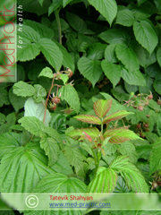 Ազնվամորի (azmvamori) - Малина - Rubus idaeus L. - Տաթևիկ Շահյան
