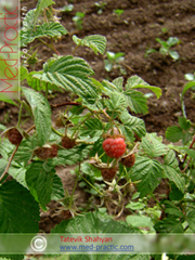 Ազնվամորի (azmvamori) - Малина - Rubus idaeus L. - Տաթևիկ Շահյան