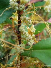 Գաղձ - Повилика - Cuscuta L. 	Գաղձ - Повилика - Cuscuta L. 	Գաղձ - Повилика - Cuscuta L.