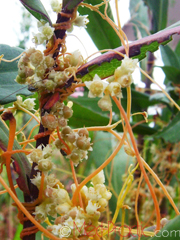 Գաղձ - Повилика - Cuscuta L. 	Գաղձ - Повилика - Cuscuta L. 	Գաղձ - Повилика - Cuscuta L.