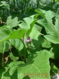 Eggplant