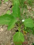 Eggplant