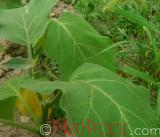 Eggplant