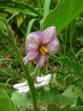 Eggplant