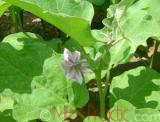 Eggplant