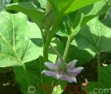 Eggplant