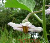 Eggplant