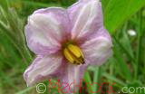 Eggplant