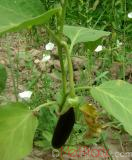 Eggplant