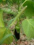 Eggplant