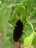 Eggplant