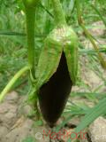 Eggplant