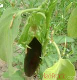 Eggplant