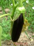 Eggplant