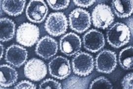 Герпес оказался крайне опасным