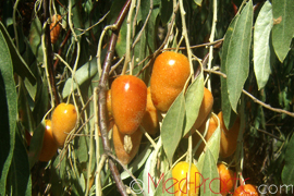Փշատենի նեղտերև - Лох узколистный - Elaeagnus angustifolia L.