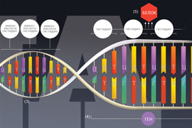 1944 թ. փետրվարի 4-ին գիտնականներն ապացուցեցին, որ ժառանգական տեղեկատվության կրողը ԴՆԹ-ն է