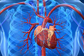 Գիտնականները պարզել են, որ սրտի բջիջները ձևավորում են արյունատար անոթներ. 1in.am