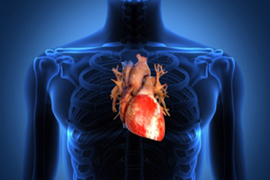 2020 թվականին գիտնականները կկարողանան վերականգնել սրտի վնասված բջիջները. news.am