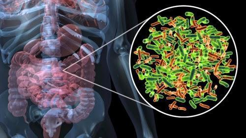 Новый метод позволит узнать больше о кишечных бактериях