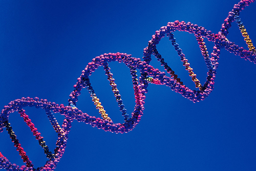 Обнаружено вещество, восстанавливающее повреждения ДНК в клетках