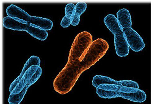 Генетики объяснили, что происходит с Y-хромосомой у мужчин