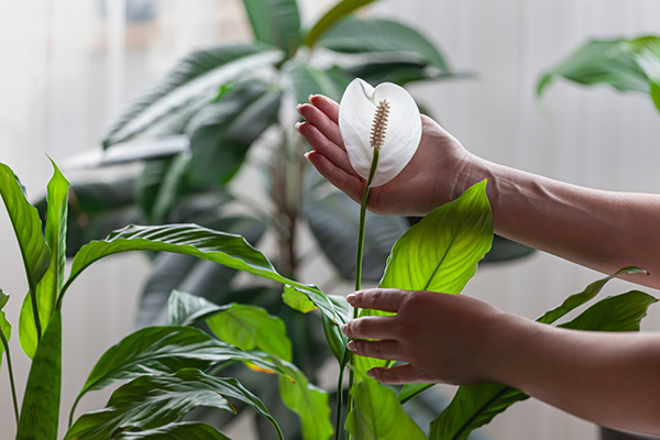Попробуйте: комнатные растения, которые поднимают настроение и улучшают память