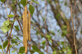 Կեչու բողբոջները