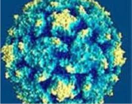 Открыт механизм действия «вируса рака»