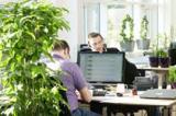 Растения в офисе повышают продуктивность сотрудников