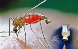 Первая в мире вакцина против малярии была представлена компанией GlaxoSmithKline