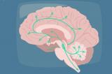 Գիտնականներն ուսումնասիրել են ԼՍԴ-ի ազդեցության տակ գտնվող ուղեղը. news.am