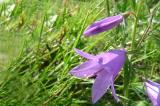 Զանգակածաղիկ - Колокольчик - Campanula