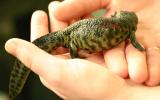 Люди скоро смогут отращивать новые конечности, обещают ученые