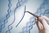 Манипуляции с геномом должны сделать из людей супердолгожителей