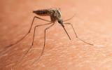 Каких людей чаще кусают комары