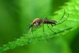 Любопытные факты о комарах