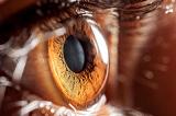 Գիտնականները գտել են աչքի արհեստական ցանցաթաղանթ աճեցնելու մեթոդը. biostem.am