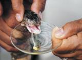 Исследователи нашли новые антидоты против змеиного яда