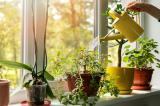 10 растений, которые обязательно принесут в Ваш дом ЛЮБОВЬ и СЧАСТЬЕ!
