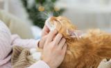Учёные выяснили, почему у людей аллергия на кошек