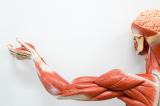 В Сеченовском университете разработали искусственные мышцы