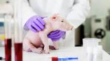 Генетически модифицированная печень свиньи впервые пересажена человеку