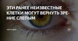 Эти ранее неизвестные клетки могут вернуть зрение слепым