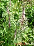 Առյուծագի հնգաբերան - Пустырник пятилопастный - Leonurus quinquelobatus Gilib