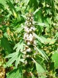 Առյուծագի հնգաբերան - Пустырник пятилопастный - Leonurus quinquelobatus Gilib