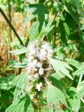 Առյուծագի հնգաբերան - Пустырник пятилопастный - Leonurus quinquelobatus Gilib