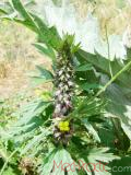 Առյուծագի հնգաբերան - Пустырник пятилопастный - Leonurus quinquelobatus Gilib
