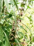 Առյուծագի հնգաբերան - Пустырник пятилопастный - Leonurus quinquelobatus Gilib